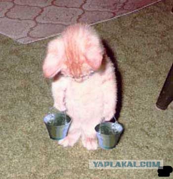 Пусть мама услышит, пусть мама придет - мимишность