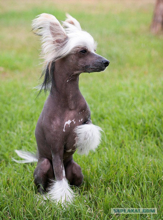 На радость хозяину!