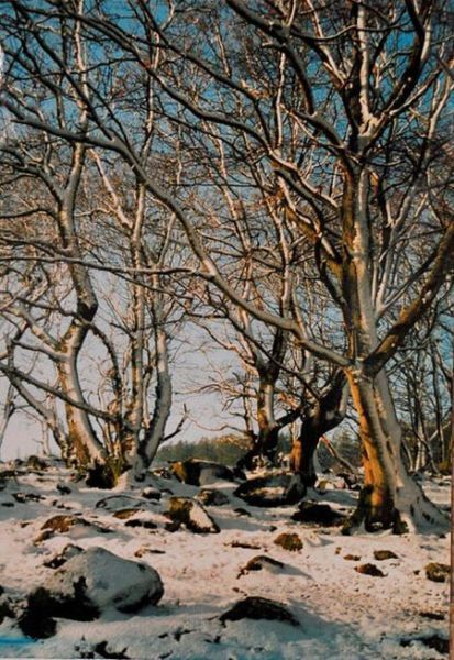 Она вышивает... фотографии!