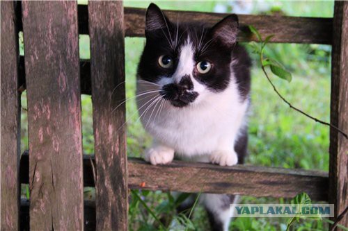 Котовторник 27.5.2014
