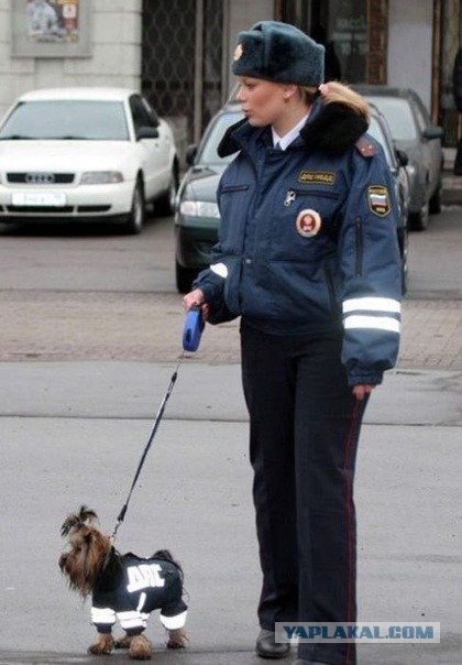 С такими ножками, да в полицию