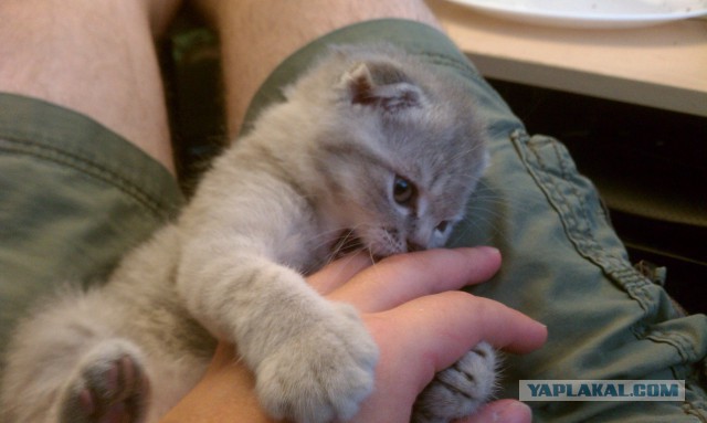 Котовторник 7.10.2014