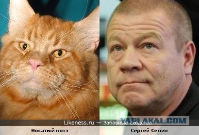 Забавные коты и кошки