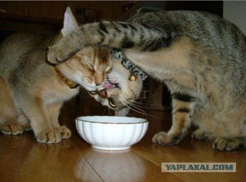 Котики-наркотики