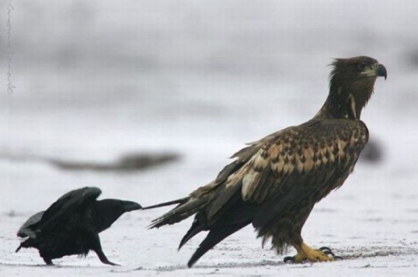 Наглые пернатые морды