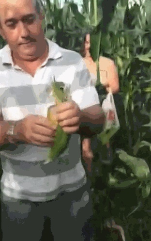 Когда уровень ГМО в этой кукурузе зашкаливает
