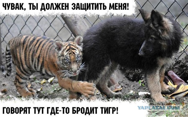 Прикольные картинки