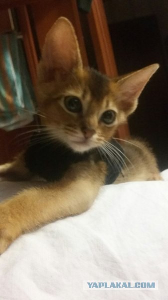Котовторник 03.11.2015
