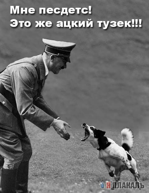 Фотожаба: летающая собака