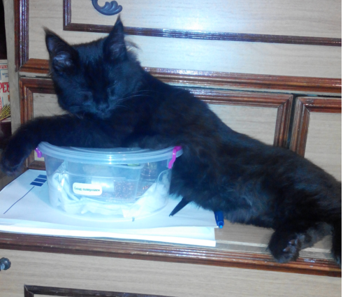 Мейн-куны  настолько  суровы...