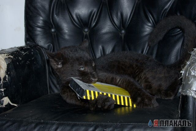 ДИКИЕ КОШКИ
