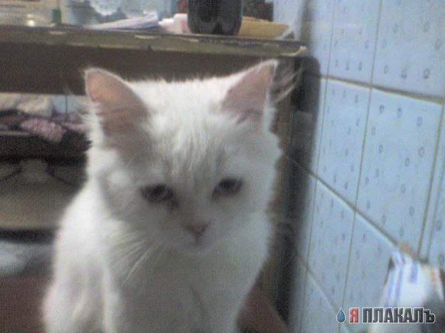Дюжина кошаков