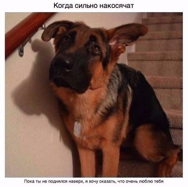 Божьи твари