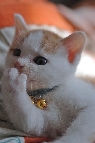 Коты из сети