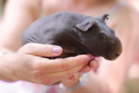 Самые смешные животные
