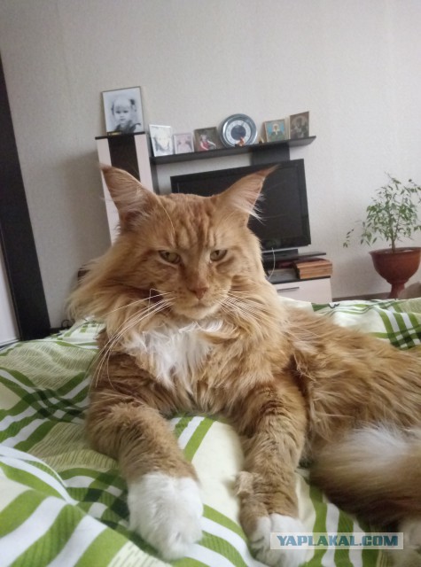 Котовторник 07.03.2017