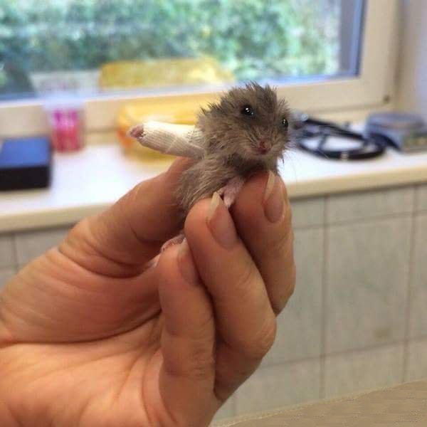 Самые смешные животные