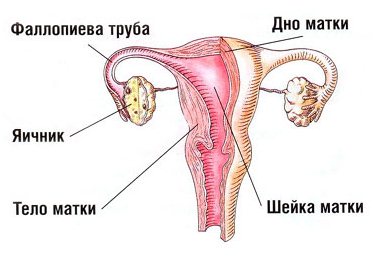 Кролики - это не только ценный мех