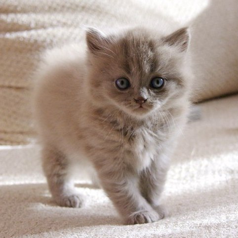 Коты и Кошки