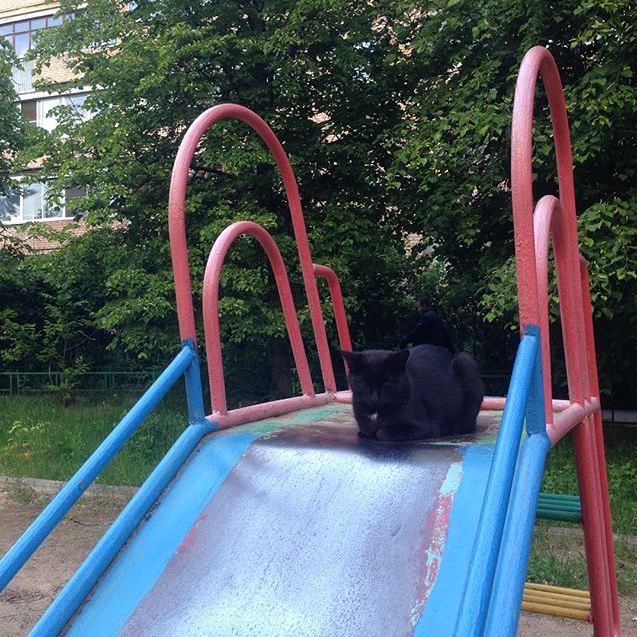 Котовторник 13.06.2017