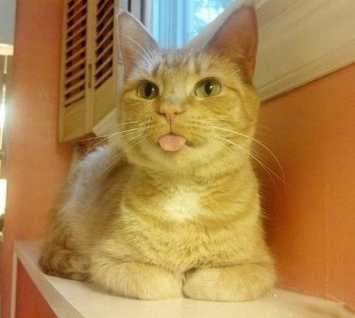 Прикольных котов пост