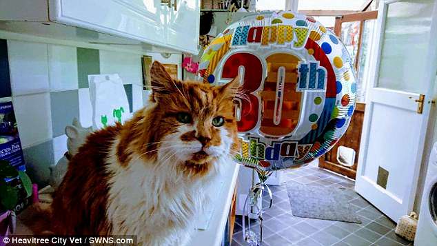 Кот Щебень отпраздновал 137 лет по человеческим меркам