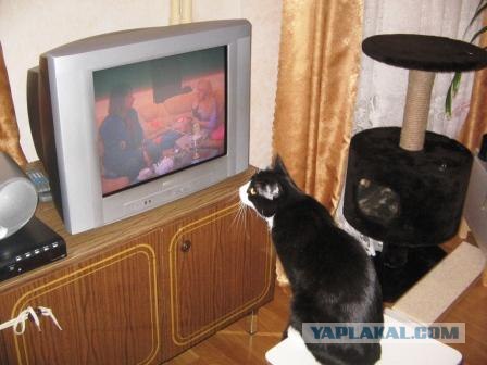 Котовторник на ЯПлакалъ (10.06.08), прикольные коты, добавляем свои!