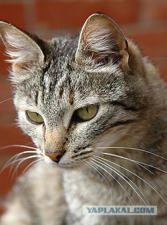Ура, котовторник! (01.07.2008)