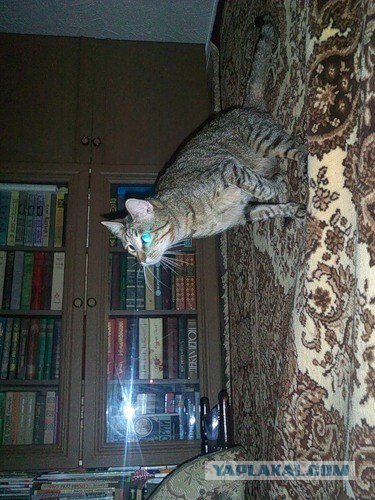 Ну что, котовторник?