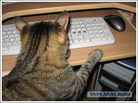 Котовторник 15.02.2011