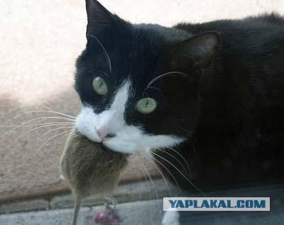 КотоОхота