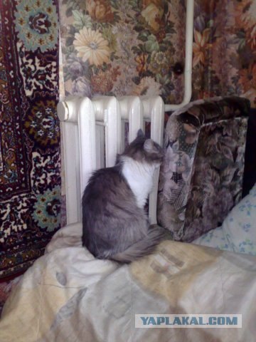 Профессиональный котовторник