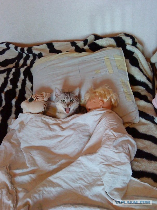 Котовторник 10.04.2012