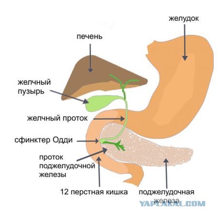 Пикантные факты о девушках, о которых мужчине лучше не знать