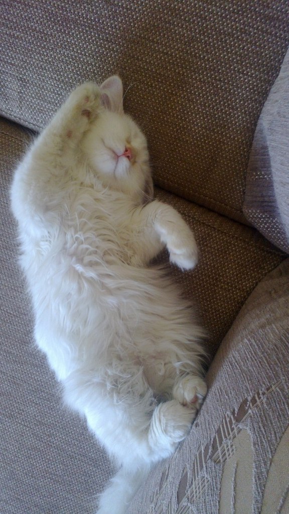 Котовторник 07.08.2012