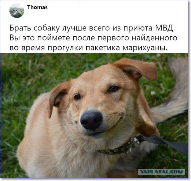 Весёлые и/или жизненные картинки