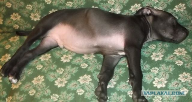 Собакочетверг 10.01.2013