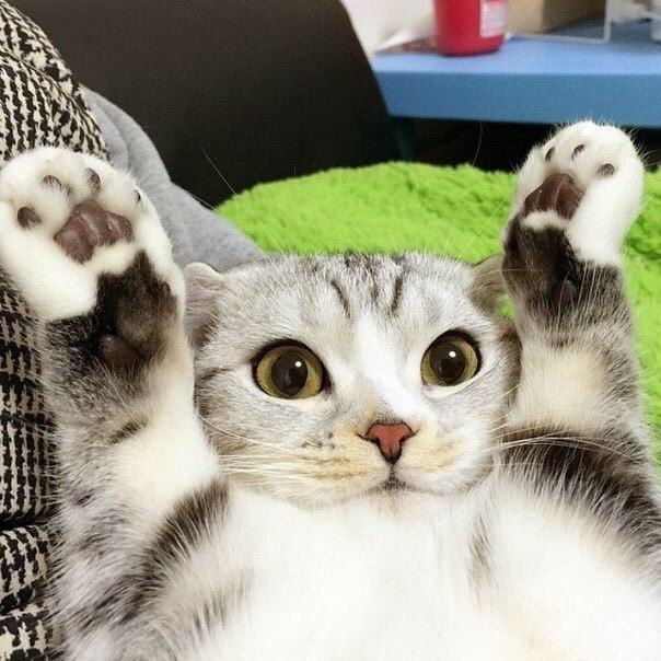 Забавные фото котеек