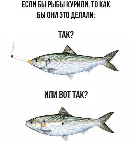 Бредзона картинок 20.11.2019
