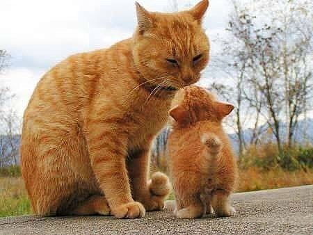 Забавные фото котеек