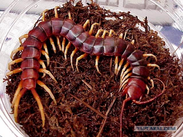 Загадочное животное