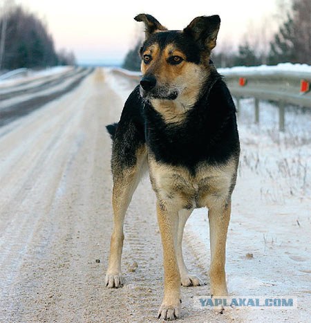 Собака Сонька  - Уральский Хатико