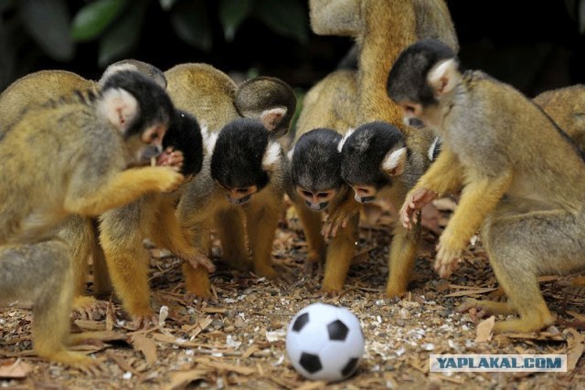 Пожалуй лучший гол в FIFA
