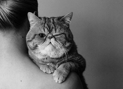 Девушки котовторника