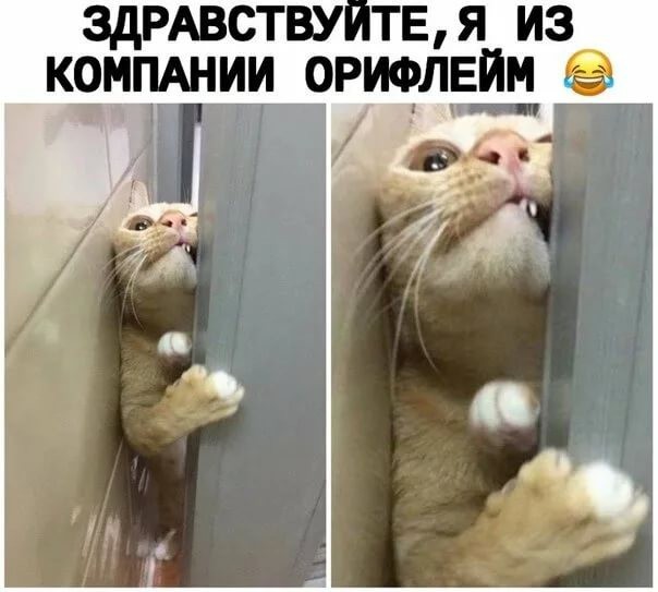 Кот, член семьи или кот тролль?