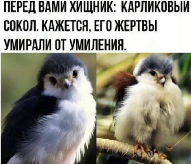 Так себе картинки 18.04.22