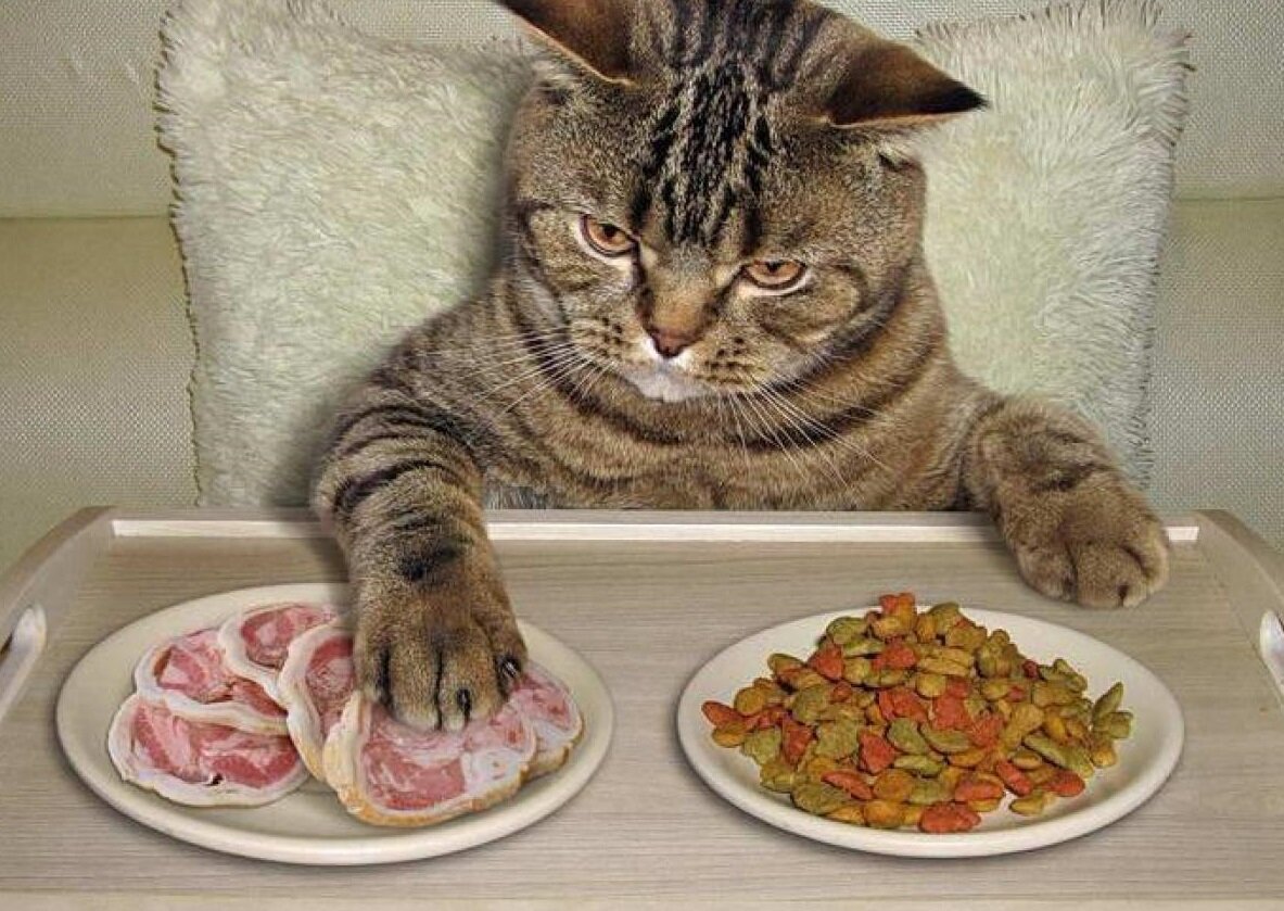 Накормить постящегося. Котик с едой. Еда для кошек. Кот кушает. Накормить кота.