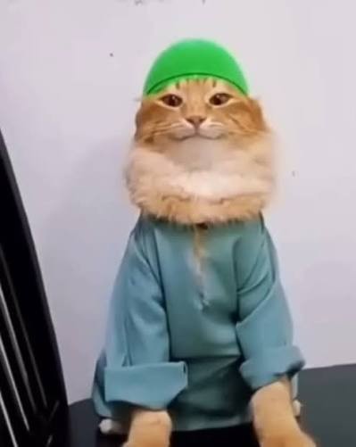 Кот мусульманин.