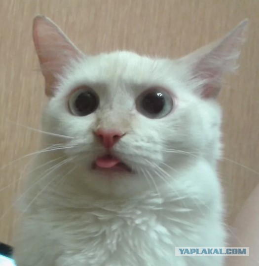 А где коты?