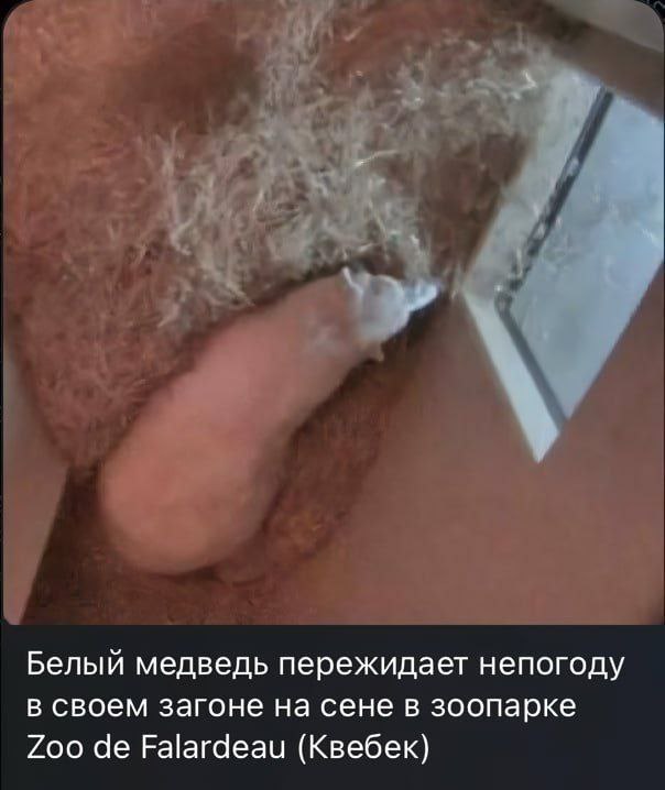 Картинки для деградации 98 (разной степени свежести)